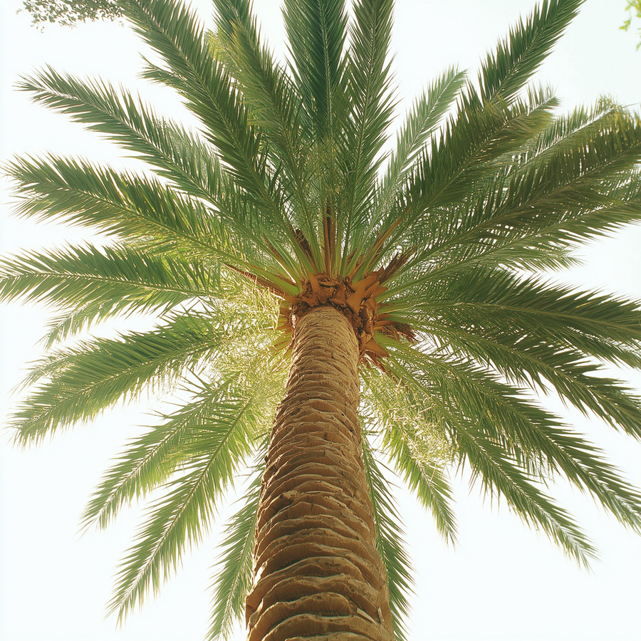 Palm tree viewed from below